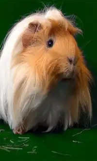 Guinea Pig Live Wallpaper App لـ Android Download 9apps
