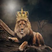 Download Do Aplicativo خلفيات الاسد بدون نت 2021 Gratis 9apps