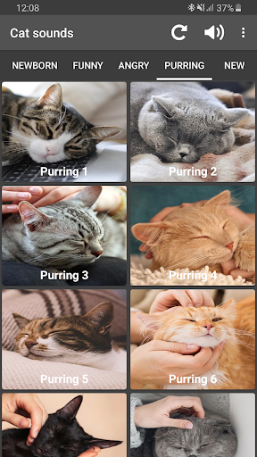 Suara kucing App Download 2021 - Gratis - 9Apps