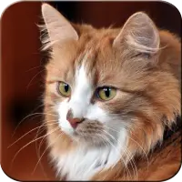 Wallpaper Kucing Hd Android Image Num 85