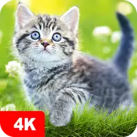 Telechargement De L Application Fonds D Ecran 4k Avec Des Chats 21 Gratuit 9apps