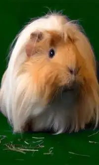 Guinea Pig Live Wallpaper App لـ Android Download 9apps