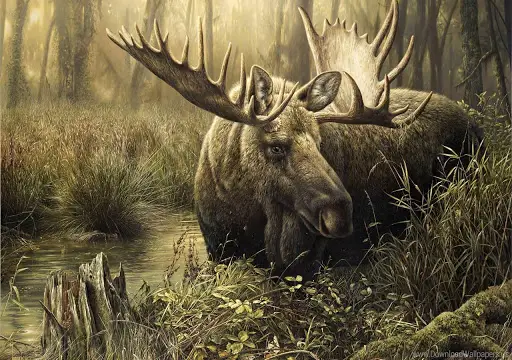 Moose Wallpapers App Android क ल ए ड उनल ड 9apps