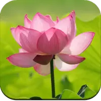 Beautiful Lotus Flower Wallpaperアプリのダウンロード21 無料 9apps