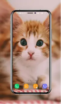 Cute Kitten Wallpaper App Android क ल ए ड उनल ड 9apps