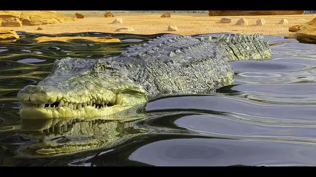 Telechargement De L Application Hungry Wild Crocodile Attack Simulator Game 21 Gratuit 9apps Telechargement De L Application Hungry Wild Crocodile Attack Simulator Game 21 Gratuit 9apps