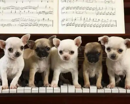 チワワ犬の新しい壁紙のテーマアプリのダウンロード21 無料 9apps