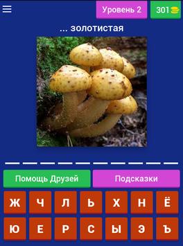 Угадай гриб. Угадай гриб по картинке. Угадай какой гриб.