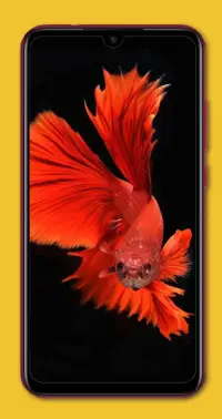 ベタの魚の壁紙アプリのダウンロード21 無料 9apps ベタの魚の壁紙アプリのダウンロード21 無料 9apps