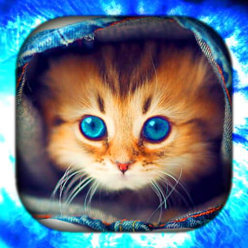 子猫ライブ壁紙アプリのダウンロード21 無料 9apps