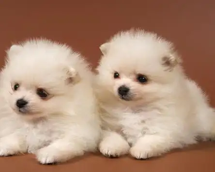 ポメラニアンスピッツ犬の壁紙アプリのダウンロード21 無料 9apps ポメラニアンスピッツ犬の壁紙アプリのダウンロード21 無料 9apps