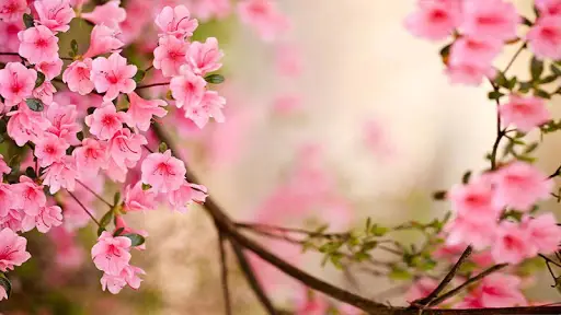 春の花ライブ壁紙アプリのダウンロード21 無料 9apps 春の花ライブ壁紙アプリのダウンロード21 無料 9apps