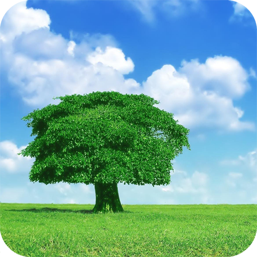 Tree Wallpaper Best 4k Apk Download 2021 Free 9apps