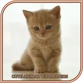 かわいい動物の壁紙のアイデアアプリのダウンロード21 無料 9apps かわいい動物の壁紙のアイデアアプリのダウンロード21 無料 9apps