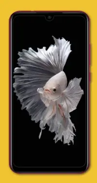 ベタの魚の壁紙アプリのダウンロード21 無料 9apps