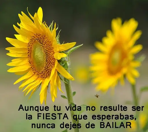 Download Do Aplicativo Lindas Reflexiones Positivas 21 Gratis 9apps