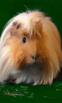 Guinea Pig Live Wallpaper App لـ Android Download 9apps
