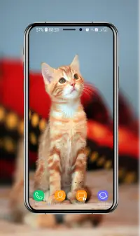 Cute Kitten Wallpaper App Android क ल ए ड उनल ड 9apps