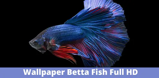 Betta Fish 3d Wallpaper Hd App Android क ल ए ड उनल ड 9apps